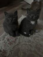 britse korthaar kittens, Dieren en Toebehoren, Katten en Kittens | Raskatten | Korthaar, Meerdere dieren, Ontwormd
