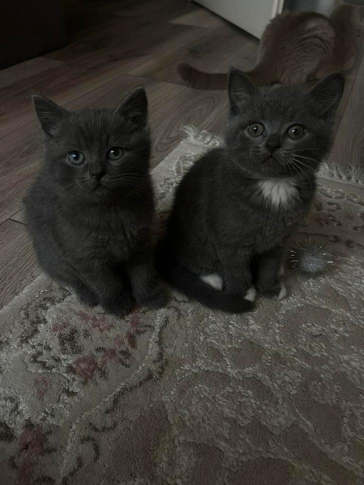 britse korthaar kittens, Dieren en Toebehoren, Katten en Kittens | Raskatten | Korthaar, Meerdere dieren, Ontwormd