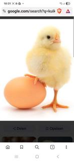 Broedeieren van mesthaantjes, Dieren en Toebehoren, Geslacht onbekend