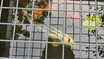 vijvervissen, Dieren en Toebehoren, Vissen | Vijvervissen, Karper of Koi