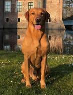 Labrador dekreu vosrood stamboom fox red, CDV (hondenziekte), Particulier, 3 tot 5 jaar, Reu