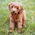 Gezocht: Cavapoo pup vanaf februari/ maart 2026, Dieren en Toebehoren, December, Vrouwelijk