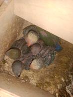 Jonge agapornissen  roseicollis, Dieren en Toebehoren, Vogels | Overige Vogels, Geslacht onbekend