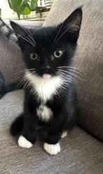 Kitten (Moeder Britse korthaar : Vader Main Coon-Europees), Meerdere dieren, Ontwormd, 0 tot 2 jaar