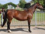 Super lieve en fijne Welsh Merrie, Merrie, 3 tot 6 jaar, C pony (1.27m tot 1.37m), Onbeleerd