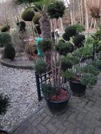 Taxus baccata vormsnoei, Ophalen, Bloeit niet, Overige soorten, Volle zon