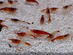 Sunkissed Rili Garnalen - Neocaridina denticulata, Dieren en Toebehoren, Kreeft, Krab of Garnaal, Zoetwatervis