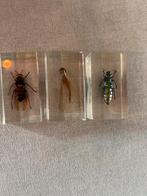 Insecten in harsblokken - 3 stuks, Ophalen of Verzenden