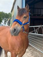 Belgisch trekpaard - 6 jaar, ruin, Dieren en Toebehoren, Paarden, Gechipt, Minder dan 160 cm, Ruin, Niet van toepassing