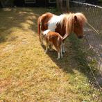 Pony's, Dieren en Toebehoren, Pony's