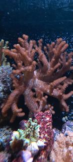 Zacht koraal "Colt" (cladiella sp.), Dieren en Toebehoren, Ophalen, Nieuw, Gevuld zeewateraquarium