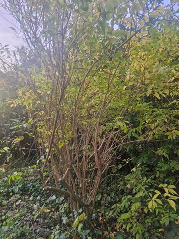 Forsythia struik - zelf uitgraven! beschikbaar voor biedingen