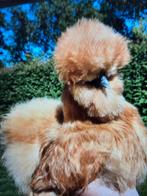 broedeieren USA zijdehoenders, Dieren en Toebehoren, Pluimvee, Geslacht onbekend, Kip