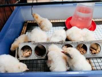 Kleurenlegger kuikens kruising Araucana x Leghorn  beschikbaar voor biedingen