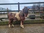 Westernzadel gezocht voor mini paard-shetlander, Ophalen of Verzenden
