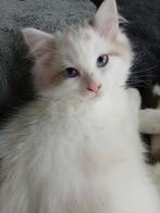 Ragdoll kittens, Meerdere dieren, Gechipt, 0 tot 2 jaar