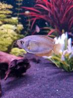 Dwerg Goerami (TRICHOGASTER LALIUS) Vrouw paar maanden oud, Vis