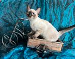 2 katertjes Ragdoll x Snow Bengaal, Meerdere dieren, Gechipt, 0 tot 2 jaar