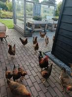 Welsumer kippen, Dieren en Toebehoren, Pluimvee, Meerdere dieren, Kip