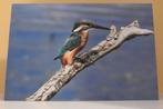 Kaart IJsvogel op stok., Verzenden, Nieuw, Dieren