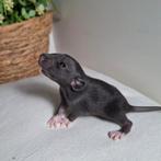 ❤️🐀Gezonde & Sociale Dumbo ratjes, Dieren en Toebehoren, Rat, Februari, Meerdere dieren, Tam