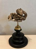Gemummificeerde foetus van kalf, Ophalen of Verzenden