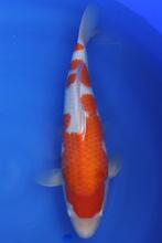 Kohaku, Dieren en Toebehoren, Karper of Koi