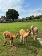 Eenjarige alpacahengstjes, Dieren en Toebehoren, Juni, Mannelijk