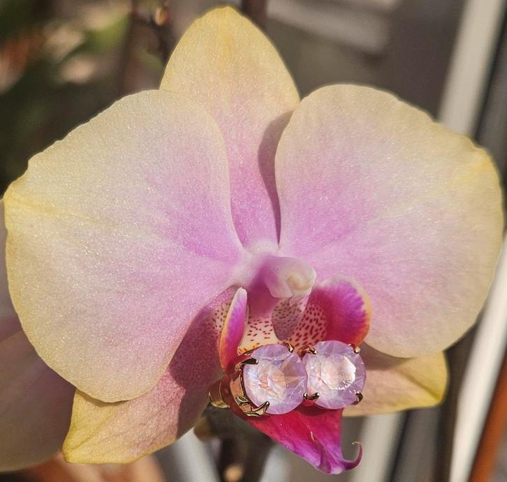 Otazu Swarovski gold plated light pink earpins oorbellen 24c, Sieraden, Tassen en Uiterlijk, Oorbellen, Nieuw, Knopjes of Stekers