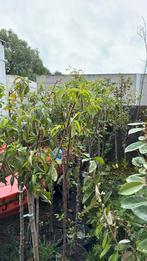 Mediterraanse fruit perzik / nectarines/ abrikozen/ pruim, Overige soorten, Lente, 250 tot 400 cm, Ophalen