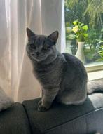 Dekkater Britse korthaar, Dieren en Toebehoren, Katten en Kittens | Raskatten | Korthaar, Kater