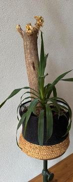 Yucca Plant met GUSTO Mand, Ophalen, Halfschaduw, In pot, Minder dan 100 cm