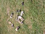Zijdehoen usa hen kuikens, Dieren en Toebehoren, Pluimvee, Vrouwelijk, Kip