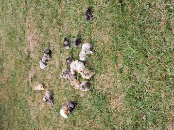 Zijdehoen usa hen kuikens  beschikbaar voor biedingen