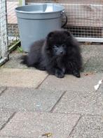 Nog 1Mooie zwarte Pomeranian met fci uit geteste ouders, Dieren en Toebehoren, Honden | Poolhonden, Keeshonden en Oertypen, Keeshond