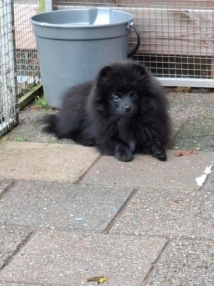 Nog 1Mooie zwarte Pomeranian met fci uit geteste ouders, Dieren en Toebehoren, Honden | Poolhonden, Keeshonden en Oertypen, Meerdere dieren