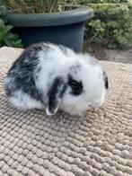 Minilop konijntje, Dieren en Toebehoren, Konijnen, Mannelijk, Dwerg