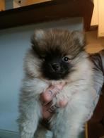 Pomeriaan pups orange sable, 8 tot 15 weken, Meerdere, Meerdere dieren, Nederland