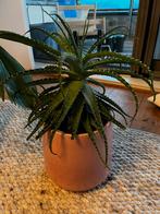 SERAX Pot met Agave Plant, Tuin en Terras, Volle zon, Vaste plant, Bloeit niet, Ophalen