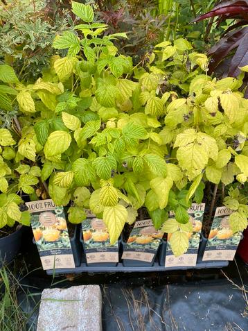 Gele Framboos | Rubus idaeus “Fallgold” beschikbaar voor biedingen