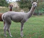 Mooie beige alpaca merrie te koop, Dieren en Toebehoren, Overige Dieren, Juni, Vrouwelijk