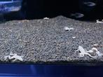 Dwergklauwkikker Platinum, Overige typen, Zoetwatervis