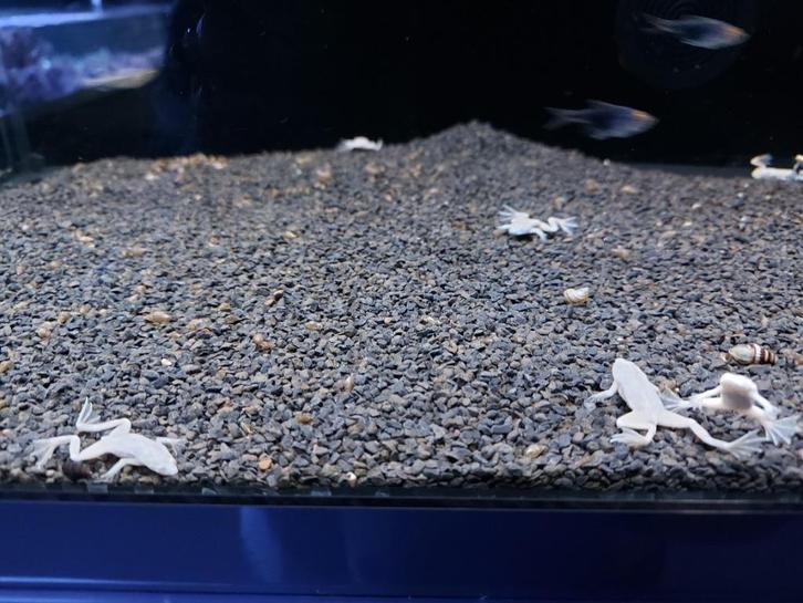 Dwergklauwkikker Platinum, Dieren en Toebehoren, Vissen | Aquariumvissen, Zoetwatervis, Overige typen