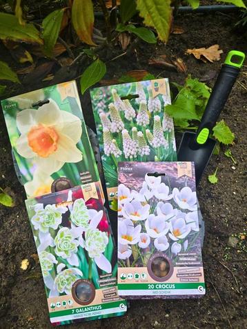 Bloembollenmix Narcissus, Muscari, Galanthus en Crocus beschikbaar voor biedingen