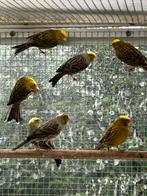 Lizard kanarie 2025, Dieren en Toebehoren, Vogels | Overige Vogels, Meerdere dieren, Wildzangvogel, Geringd