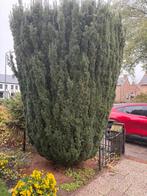 Gratis taxus, Ophalen, Bloeit niet, Halfschaduw, Overige soorten