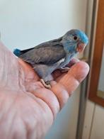 Tamme forpussen, Meerdere dieren, Dwergpapegaai of Agapornis
