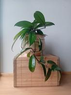 Hoya hangplant 30cm incl pot, Ophalen, Vetplant, Halfschaduw, In pot
