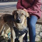 AIN: Salvo, Dieren en Toebehoren, 15 weken tot 1 jaar, Buitenland, Eén hond, Reu