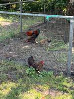 Wynadotte krielkippen, Dieren en Toebehoren, Pluimvee, Meerdere dieren, Kip